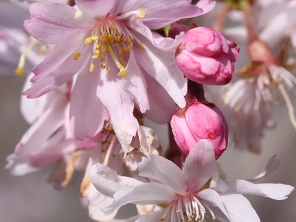 Prunus subhirtella "Autumnalis Rosea"