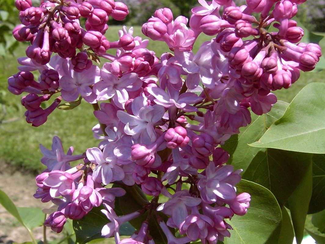 pépinière à L'Absie en Deux Sèvre près de Moncoutant sur Sèvre