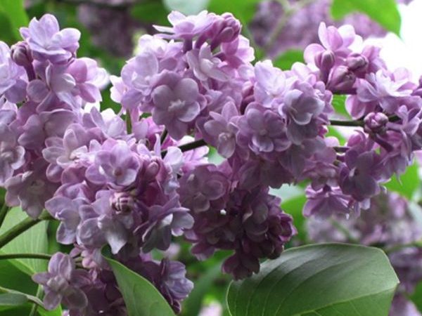 pépinière à L'Absie en Deux Sèvre près de Moncoutant sur Sèvre