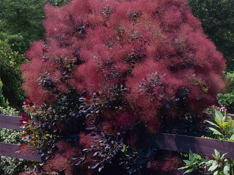 Plantes rares et exceptionnelles