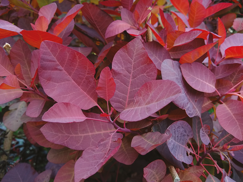 Plantes rares et exceptionnelles