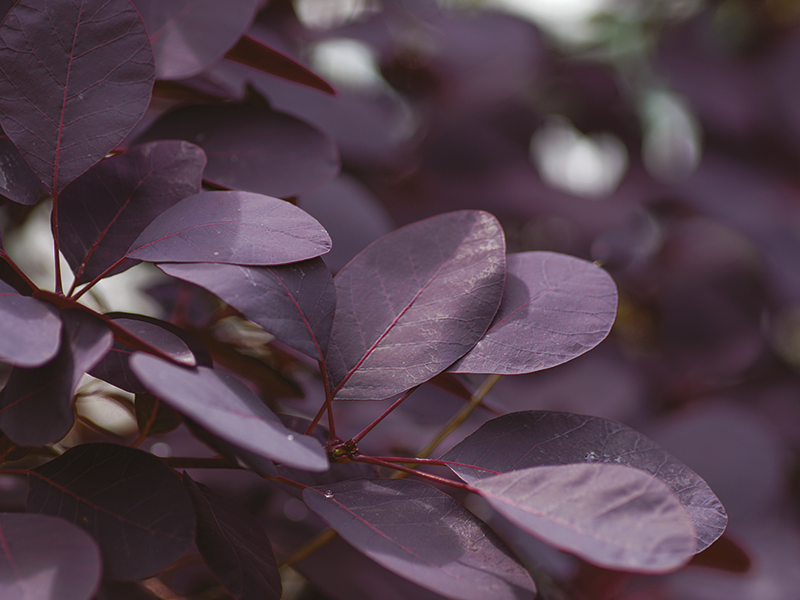 Plantes rares et exceptionnelles