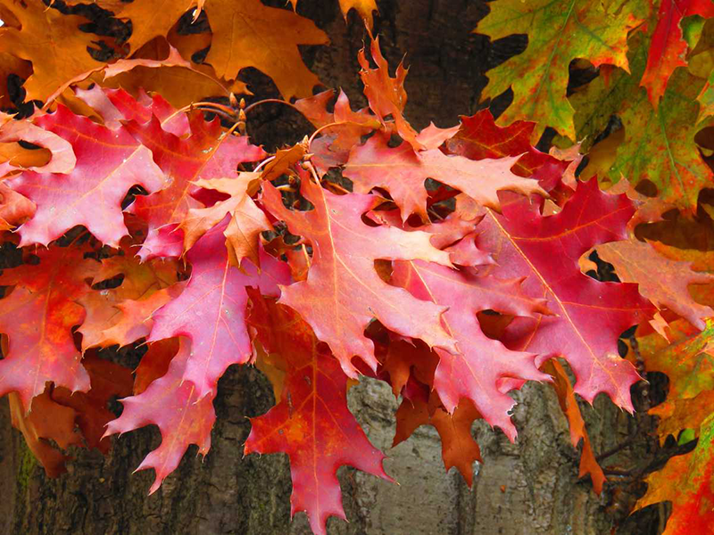 Plantes rares et exceptionnelles