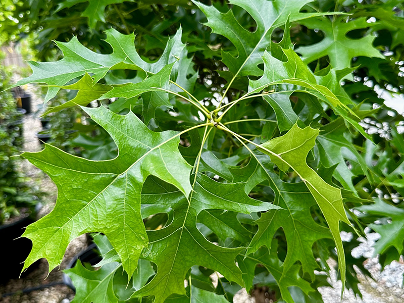 Plantes rares et exceptionnelles