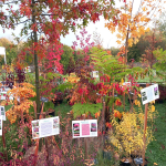 Plantes rares et exceptionnelles