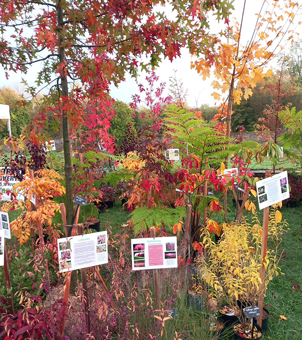 Plantes rares et exceptionnelles