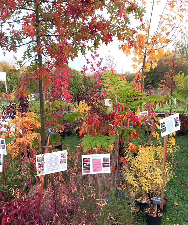 Plantes rares et exceptionnelles