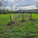 Plantations de plantes rares et exceptionnelles