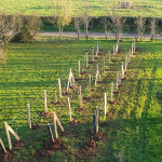 Plantations de plantes rares et exceptionnelles