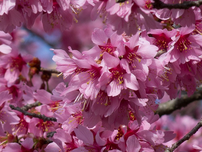 Plantes rares et exceptionnelles