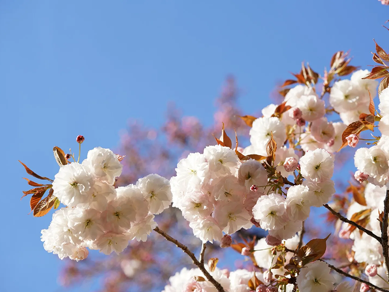 Plantes rares et exceptionnelles