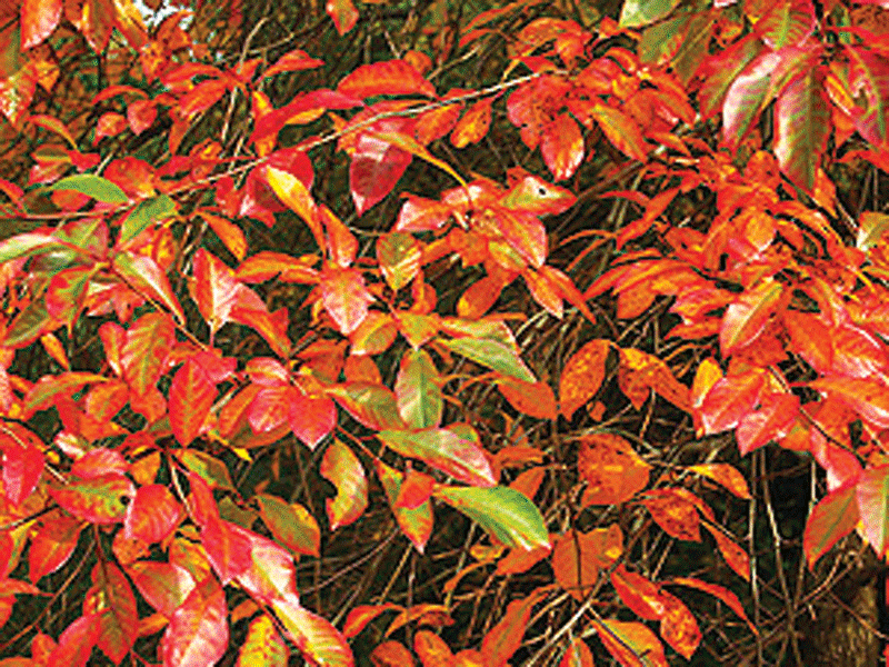 NYSSA sylvatica "Jermyns flame"