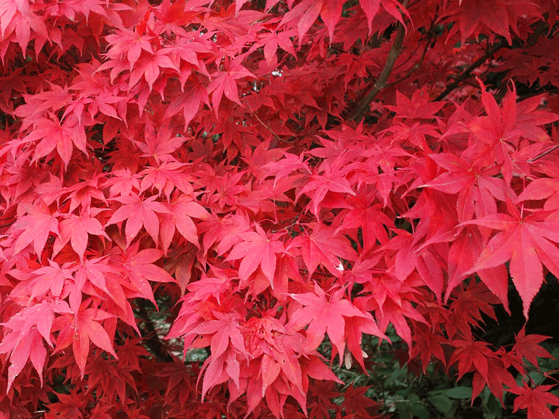 ACER palmatum "Ozakazuki"