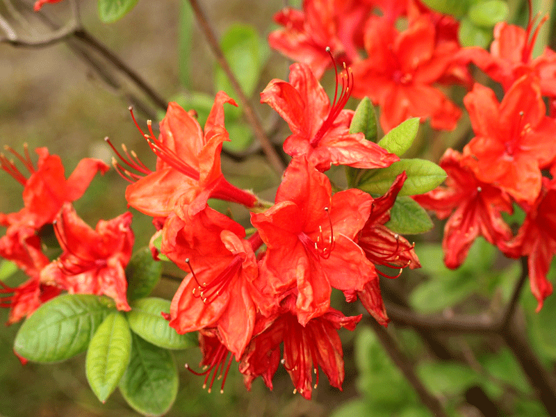 AZALEA japonica "Vuyk's Scarlet"