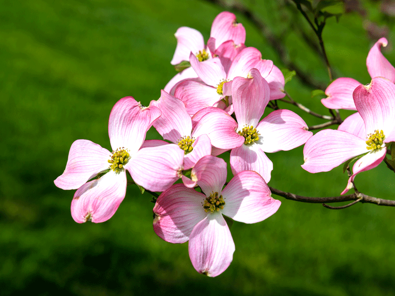 CORNUS x "Stellar Pink"