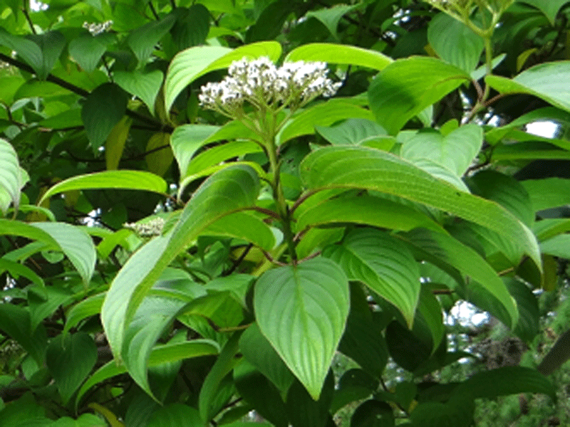 CORNUS macrophylla