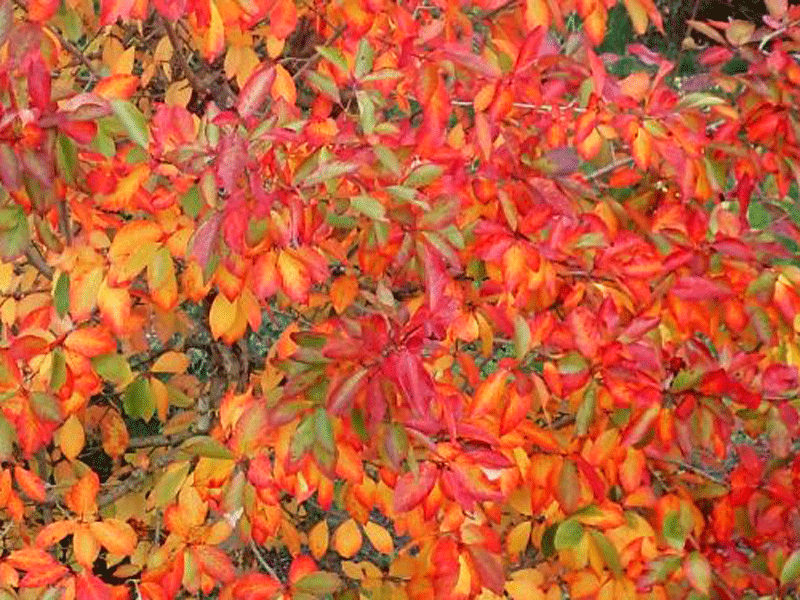 NYSSA sylvatica "Wisley Bonfire"