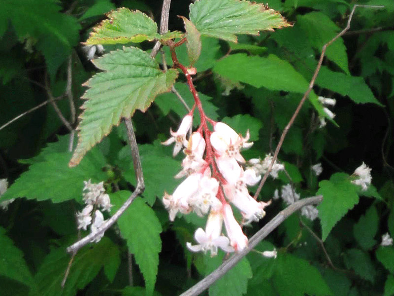 NEILLIA serratisepala