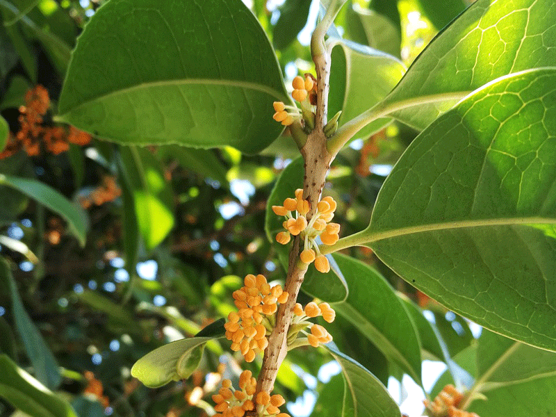 Osmanthus fragrans "Aurantica"