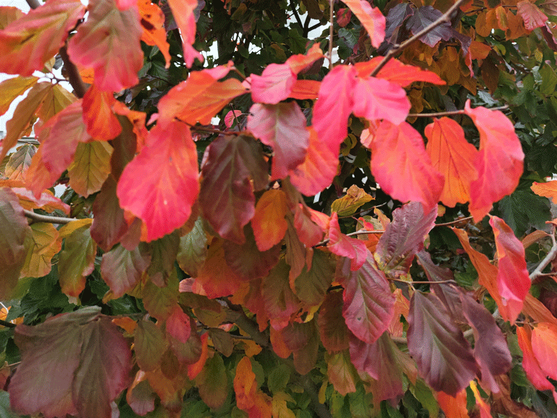 PARROTIA persica "Pendula"