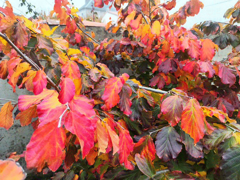PARROTIA persica "Vanessa"