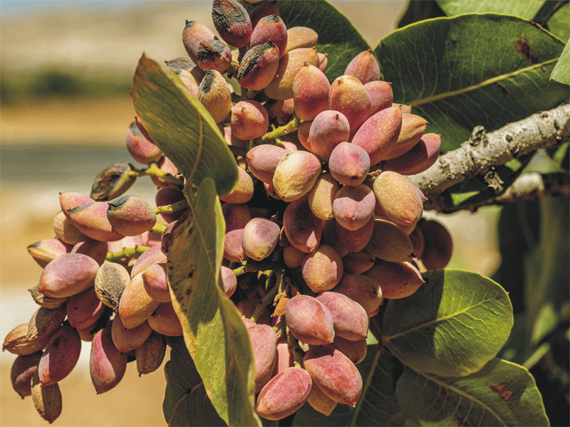 PISTACIA vera "Kaleh Gouchi"
