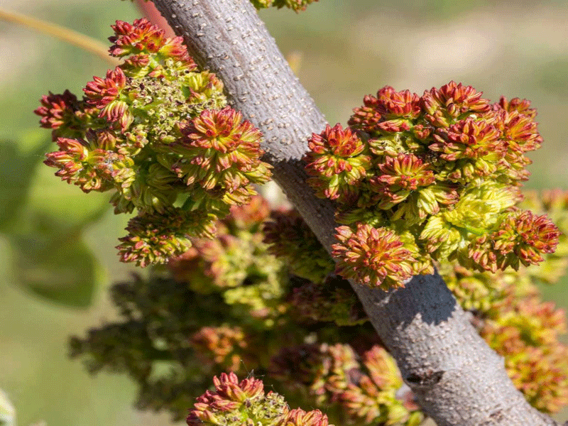 PISTACIA vera "Randy"