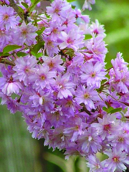 Prunus subhirtella 'Fukubana'