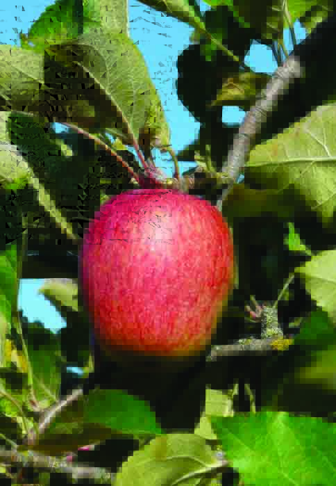 Pommier 'François 1er'