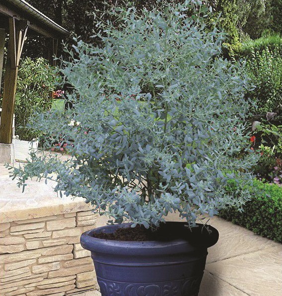 EUCALYPTYUS gunnii 'France Bleu'