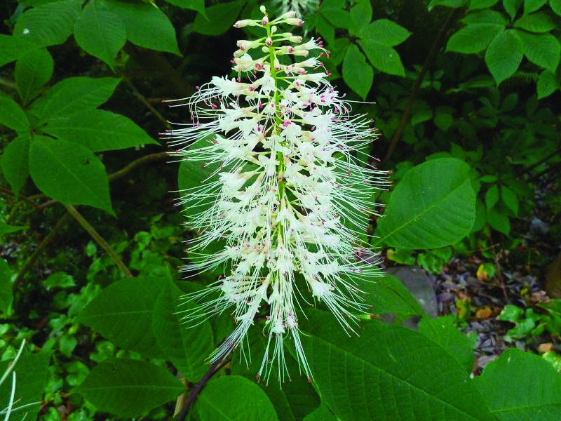 AESCULUS parviflora