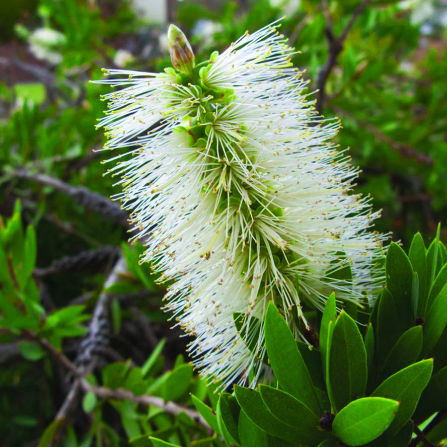 CALLISTEMON citrinus 'White Anzac'