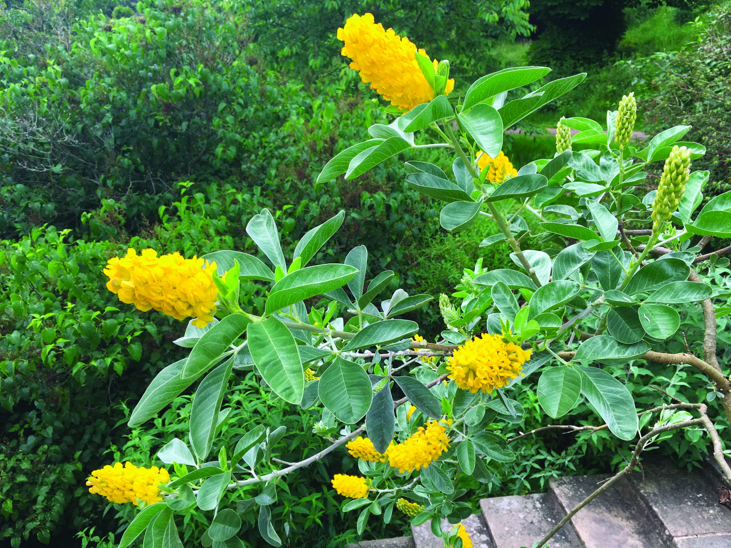 CYTISUS battandieri
