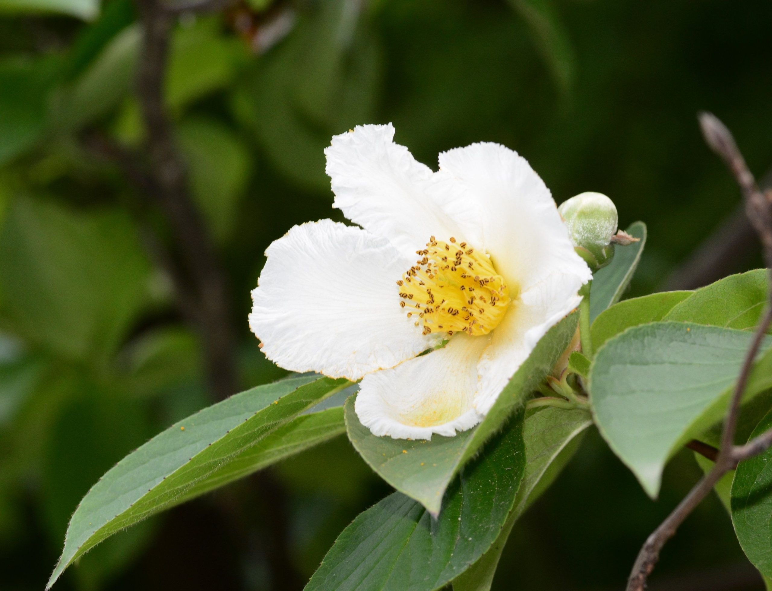 FRANKLINIA alatamaha