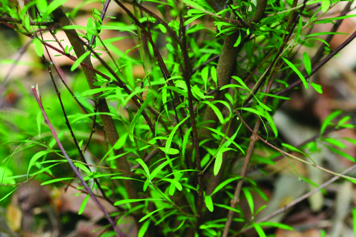 PLAGIANTHUS divaricatus