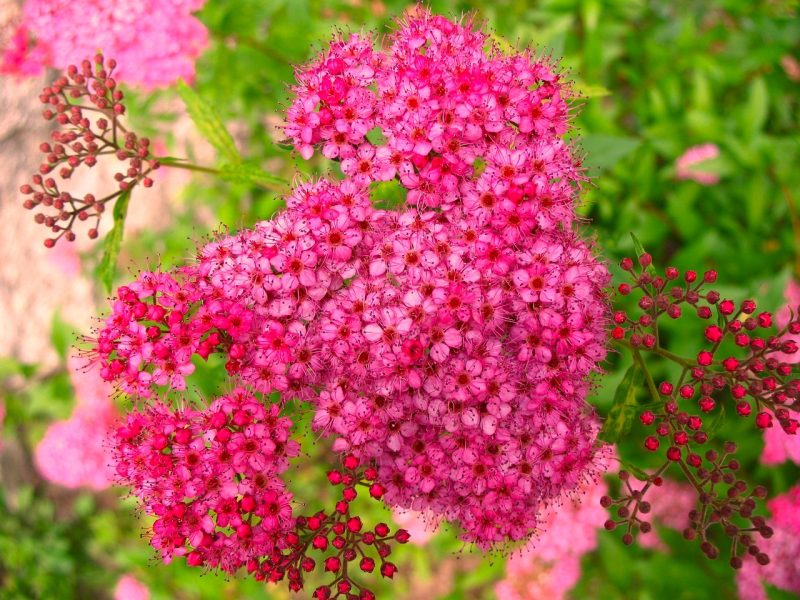 SPIRAEA japonica ‘Double Play Doozie’®