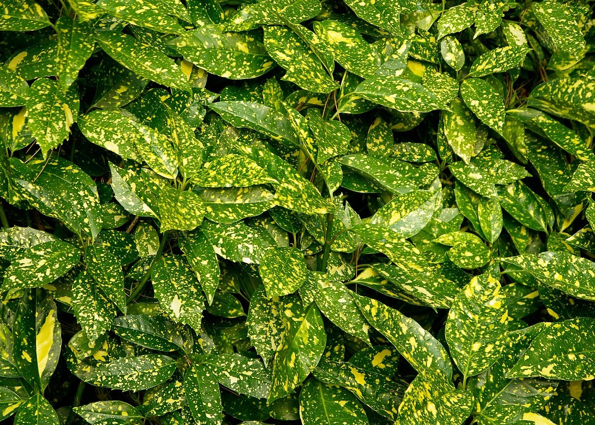 AUCUBA japonica ‘crotonifolia'