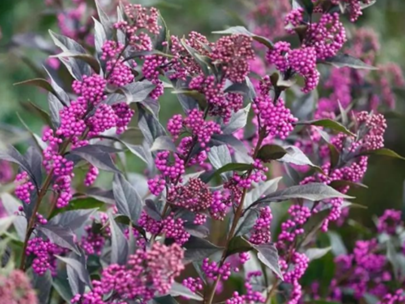 CALLICARPA 'Pearl Glam'
