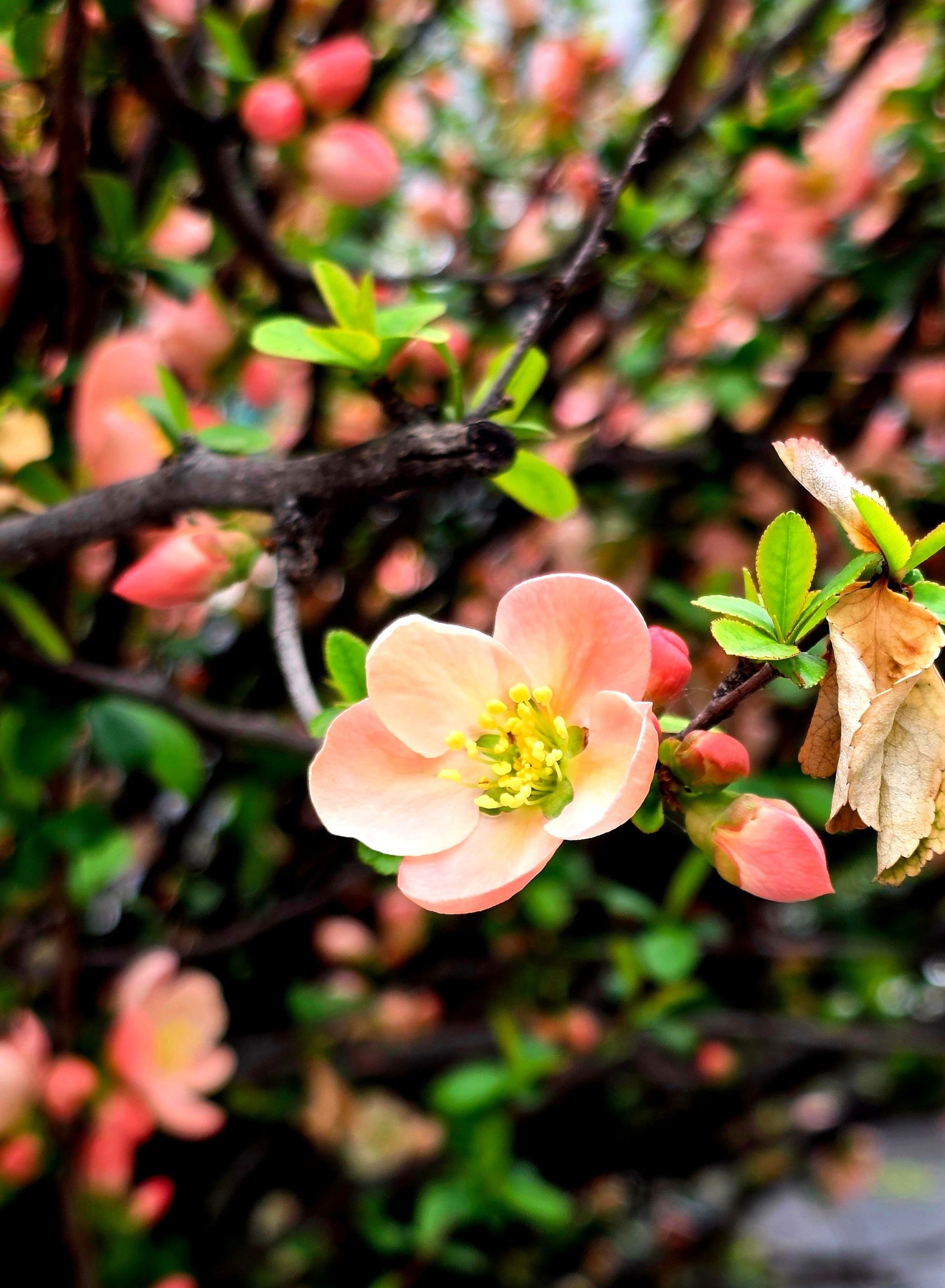 CHAENOMELES cathayensis