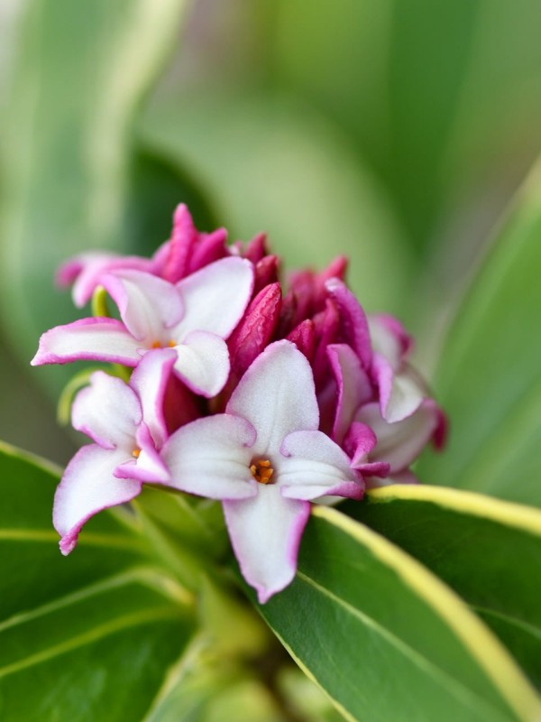 DAPHNE odora