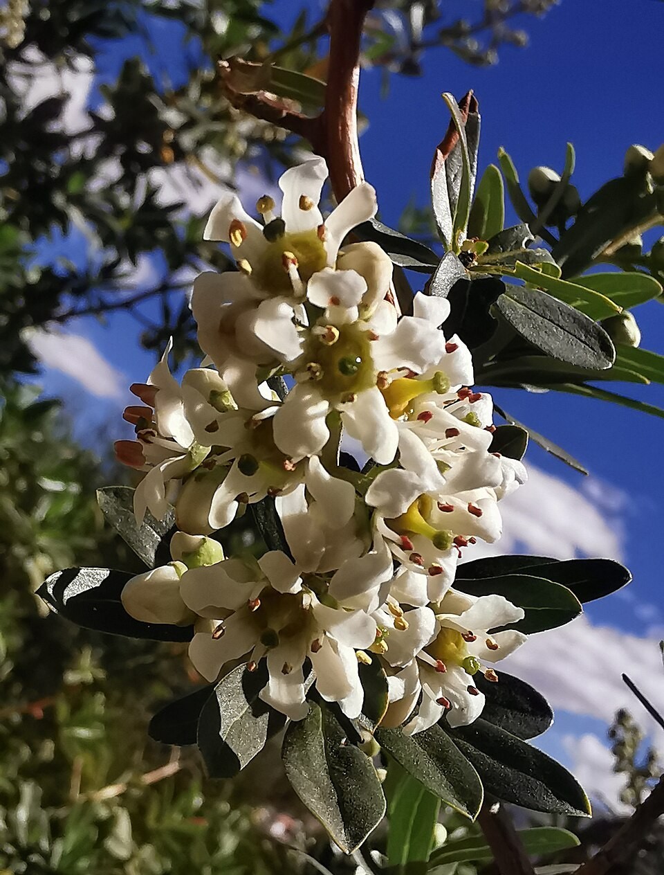 ESCALLONIA resinosa