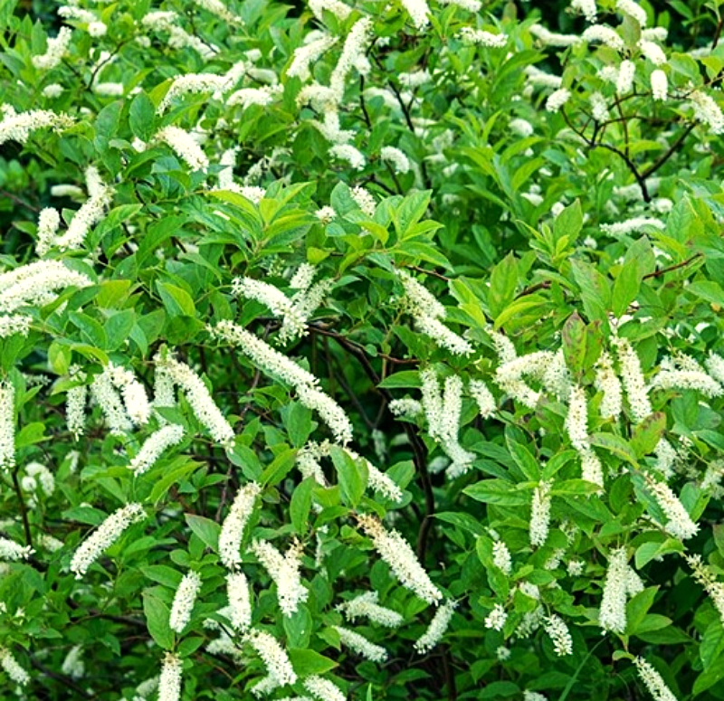 ITEA virginica 'Love Child'