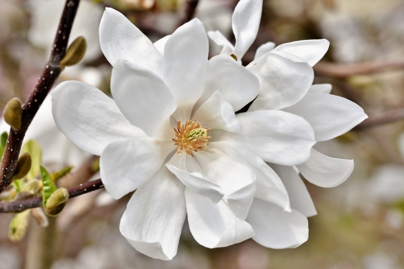 MAGNOLIA x loebneri ‘Mag's Pirouette'