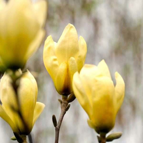 MAGNOLIA ‘Yellow Lantern’