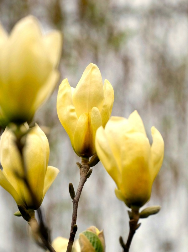 MAGNOLIA ‘Yellow Lantern’