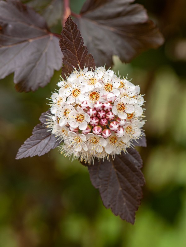 PHYSOCARPUS opulifolius ‘Diabolo’