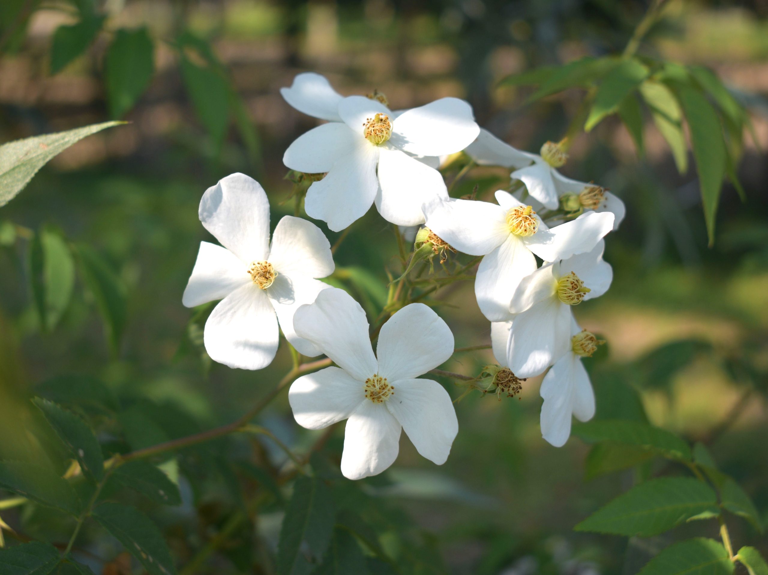 ROSA moschata 'Umbrella'