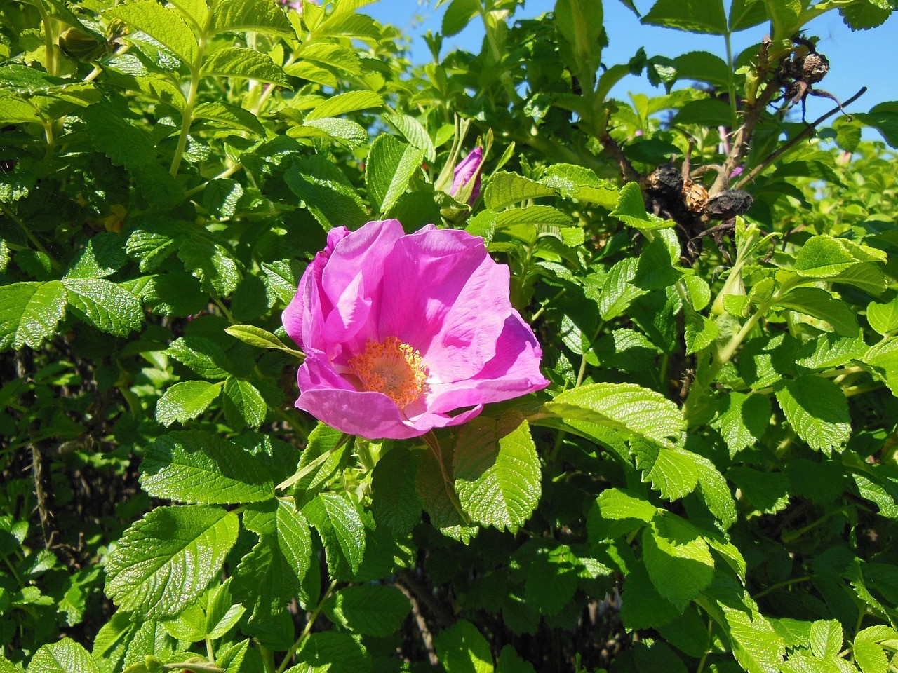 ROSA rugosa 'Exception'