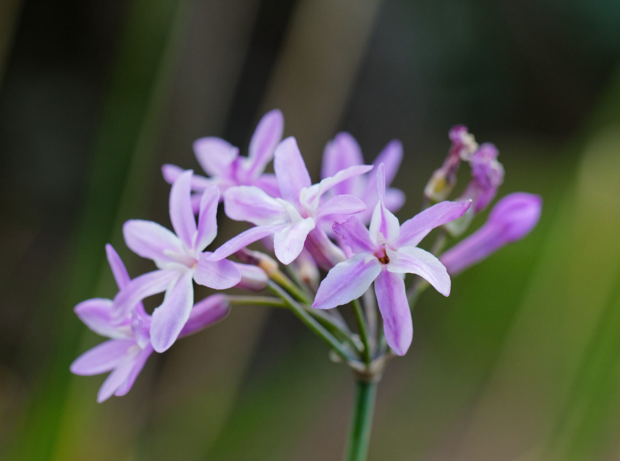 TULBAGHIA violacea 'Dark Star'