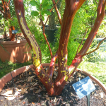 Arbutus x andrachnoides- Spécimen rare à Boca plantes